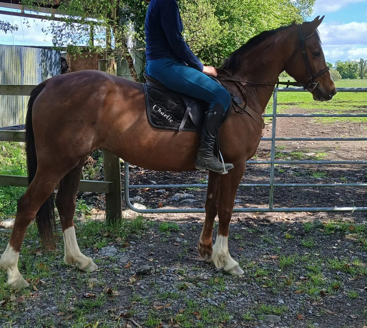 14.2 mare - Image 1