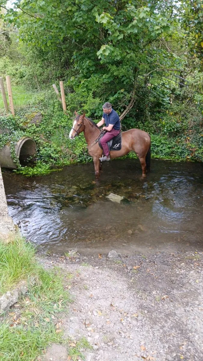 14.2 mare - Image 3