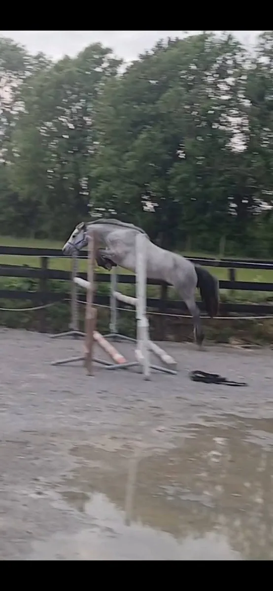 Top class jumping connemara. - Image 1