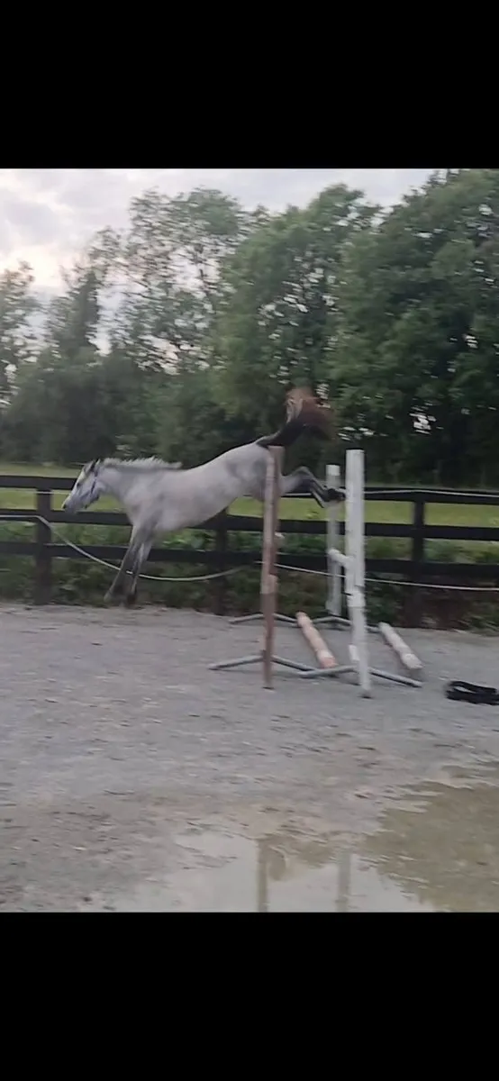 Top class jumping connemara. - Image 4