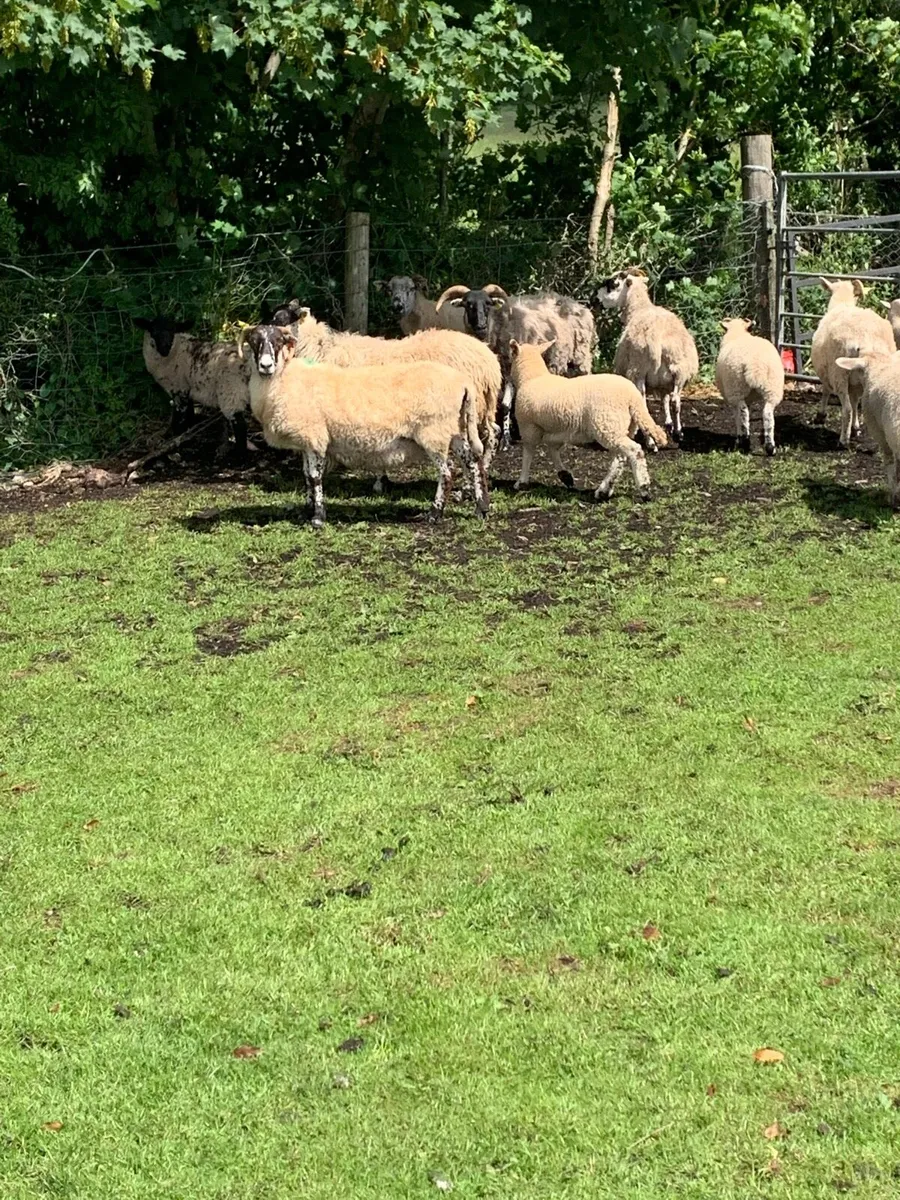 7 ewes 8 lambs - Image 1