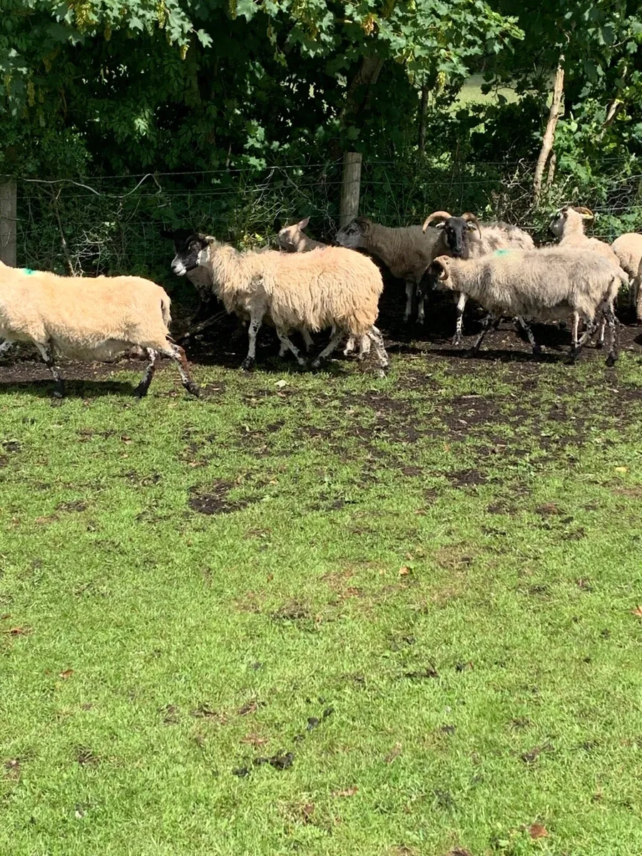 7 ewes 8 lambs - Image 2