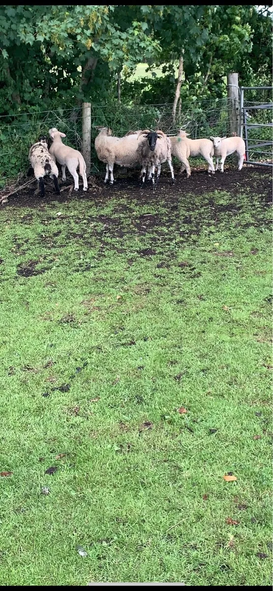 7 ewes 8 lambs - Image 3
