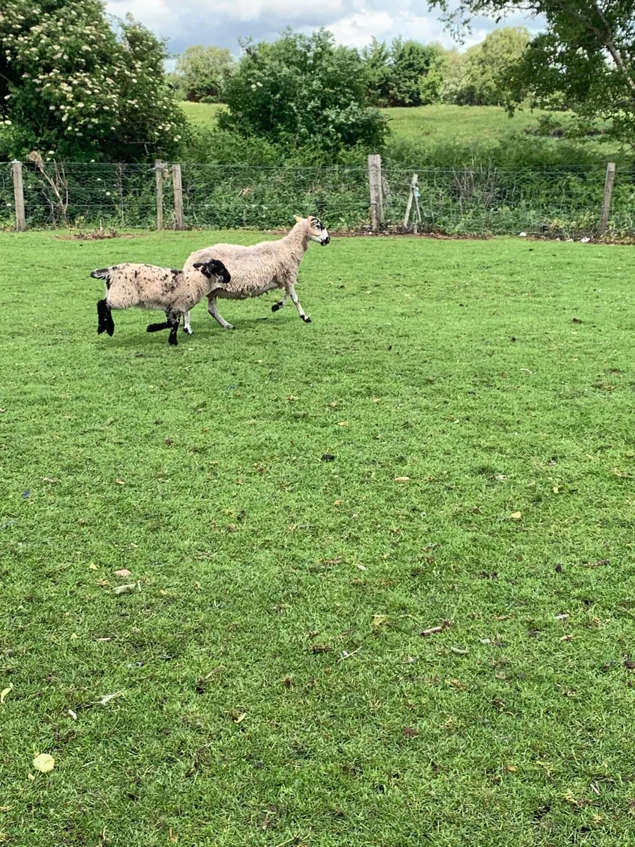 7 ewes 8 lambs - Image 4
