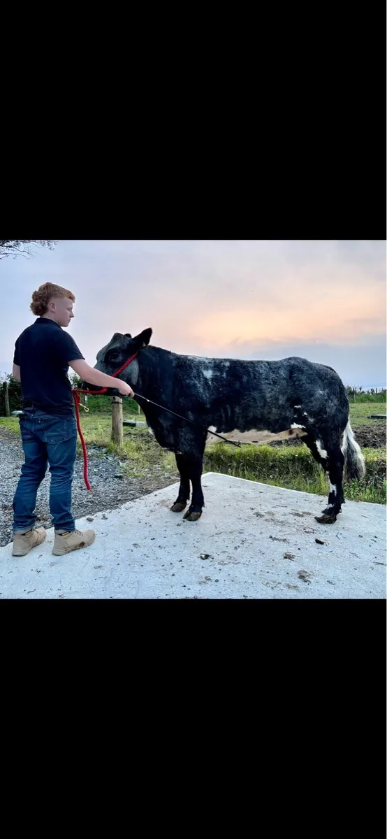 LOT18 CARRIGALLEN MART 2nd OF JUNE - Image 1