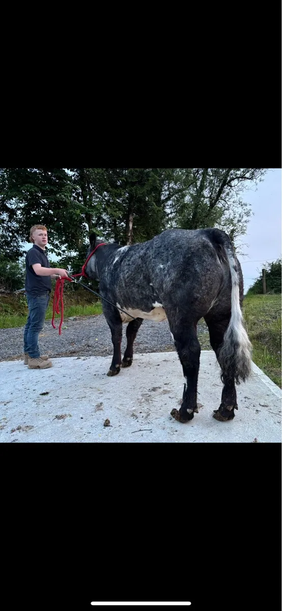 LOT18 CARRIGALLEN MART 2nd OF JUNE - Image 2