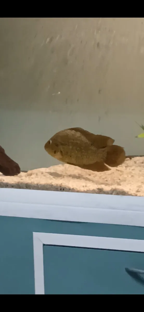 False yellowjacket cichlid