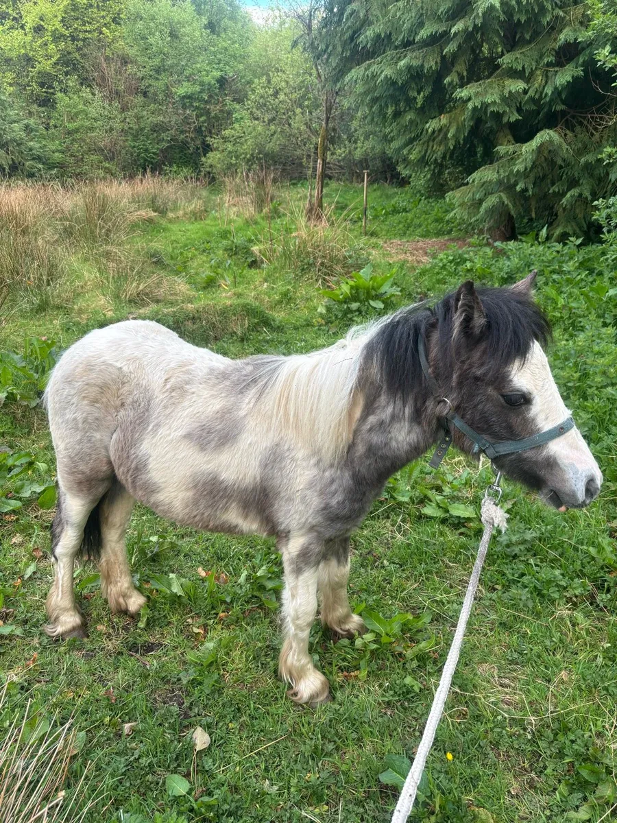 2 year old filly - Image 1