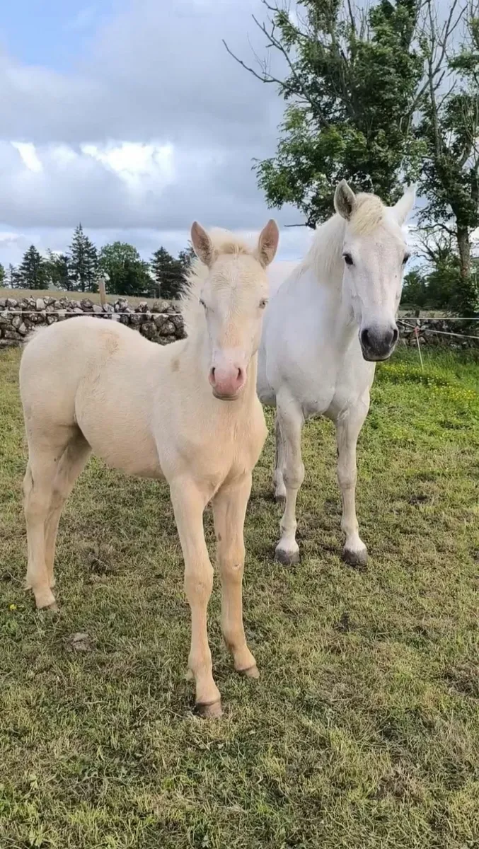 Cremello Connemara Filly Foal (Misty) - Image 1