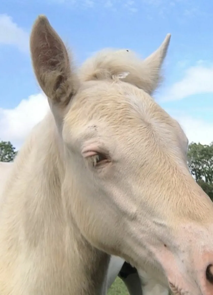 Cremello Connemara Filly Foal (Misty) - Image 3