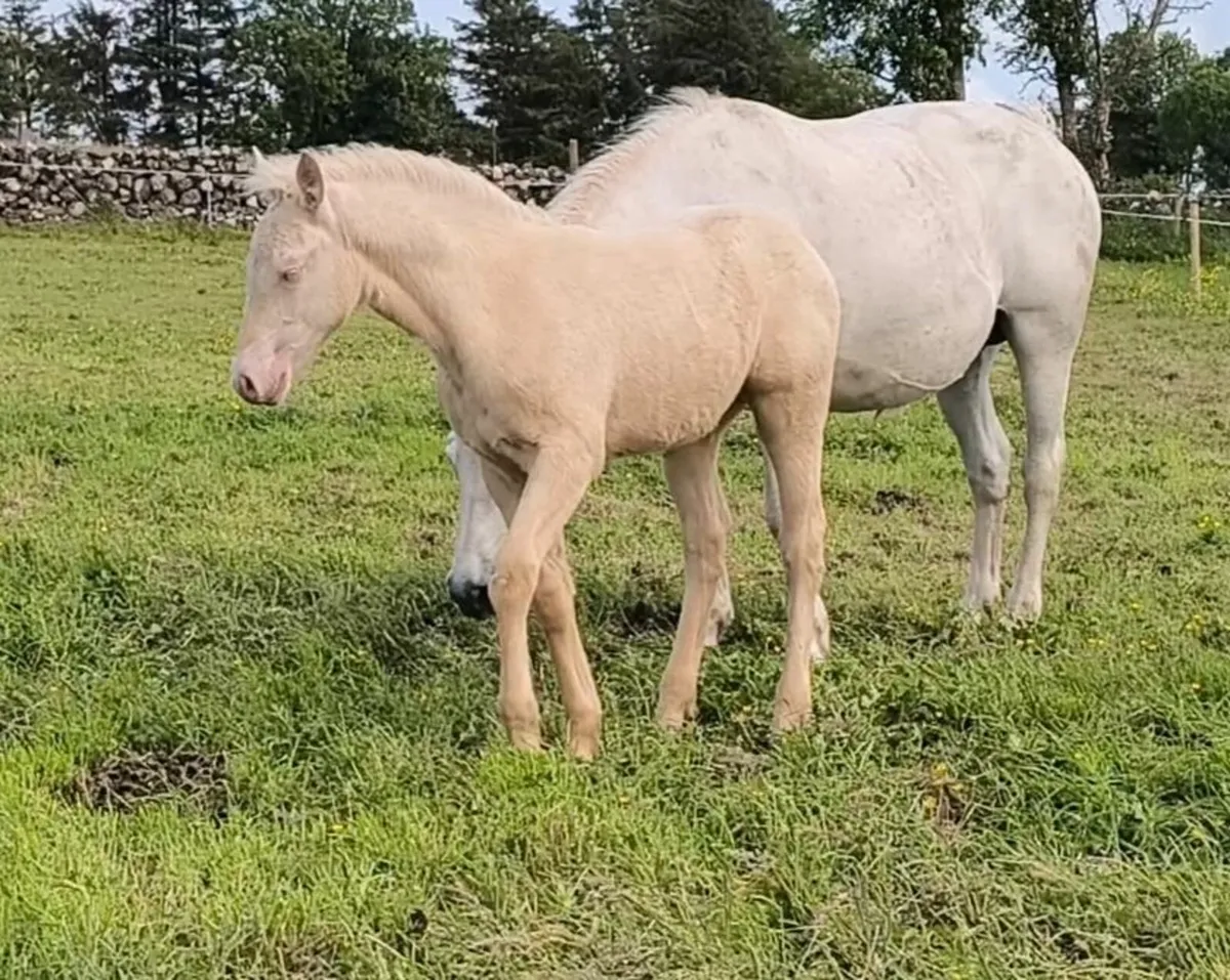 Cremello Connemara Filly Foal (Misty) - Image 4