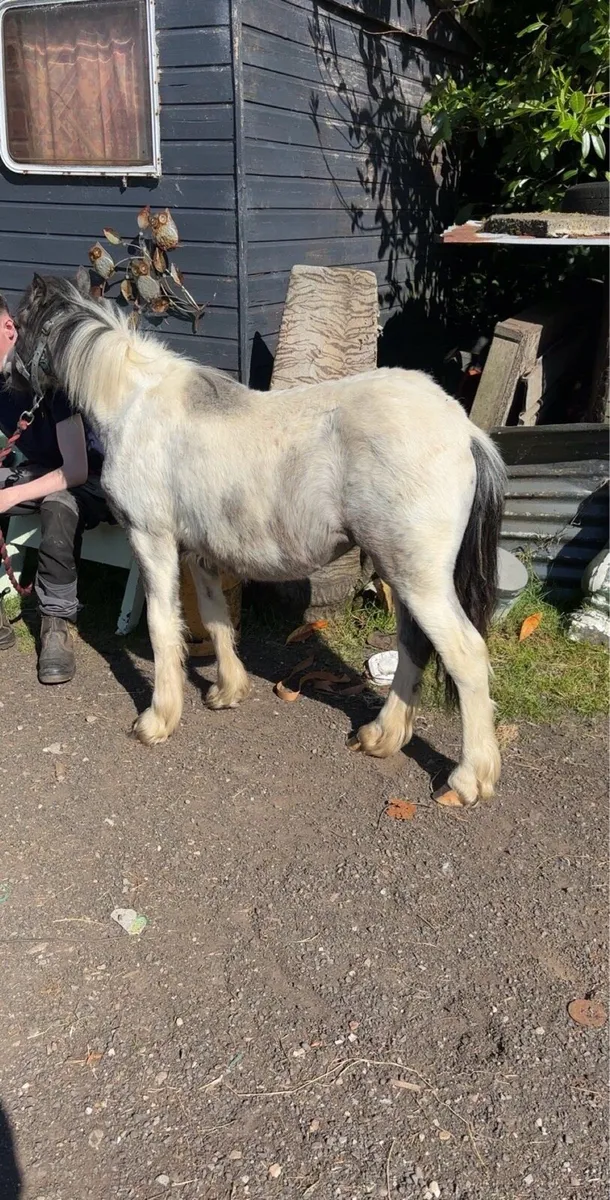 2 year old filly - Image 2