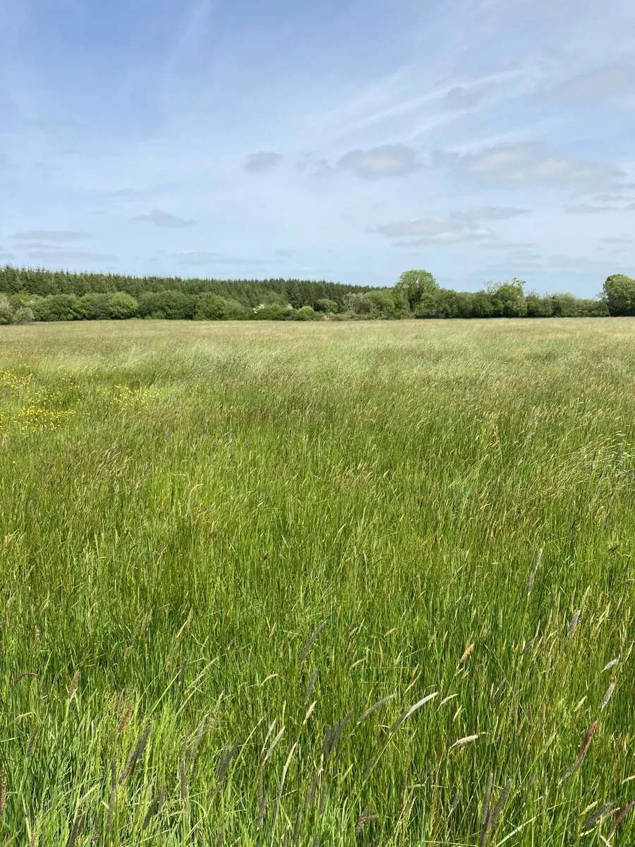 Silage fields - Image 2