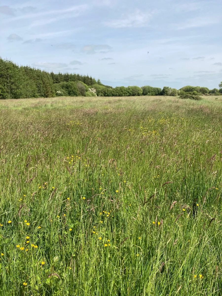 Silage fields - Image 3