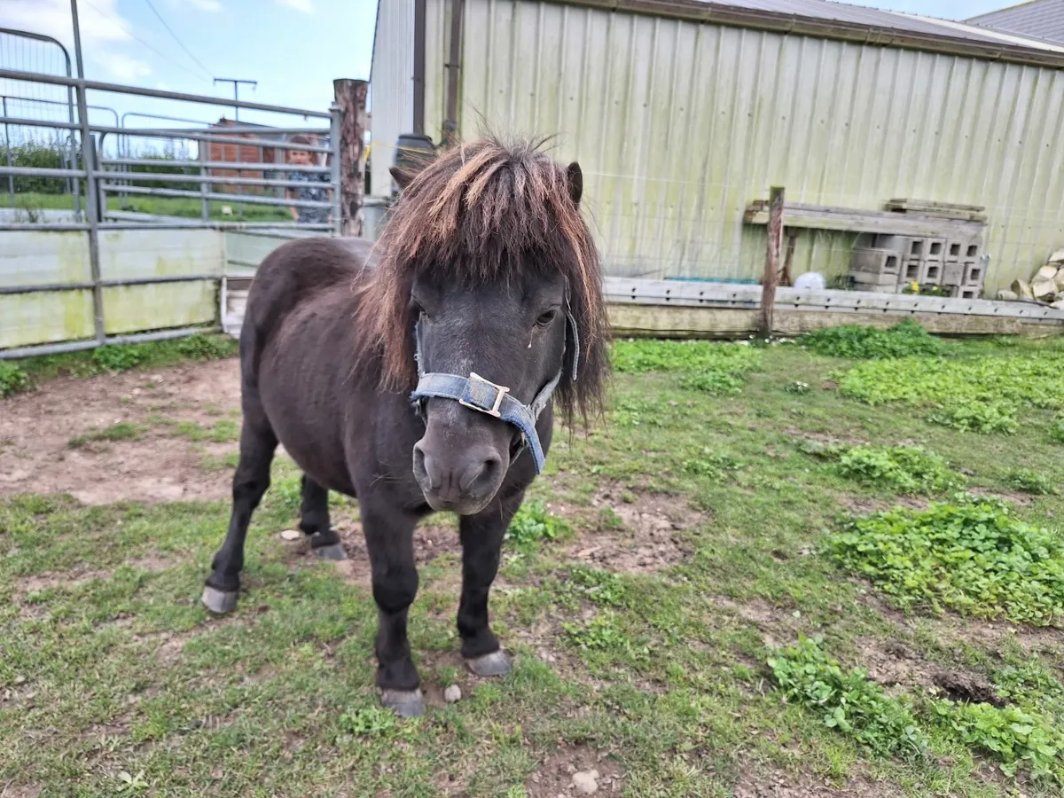 Shetland pony / Fababella - Image 1