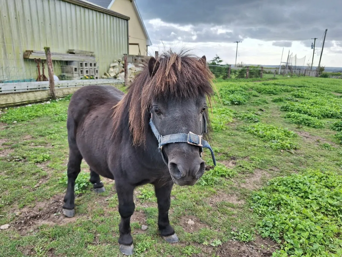 Shetland pony / Fababella - Image 2