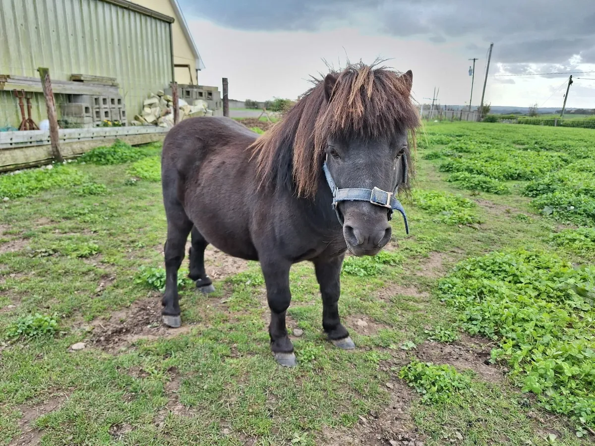 Shetland pony / Fababella - Image 3