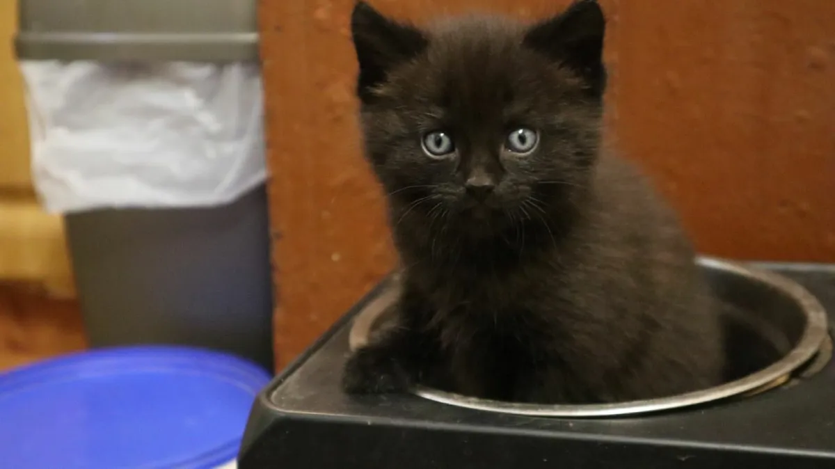 🐾 Adorable Kittens Looking for True Friends - Image 1