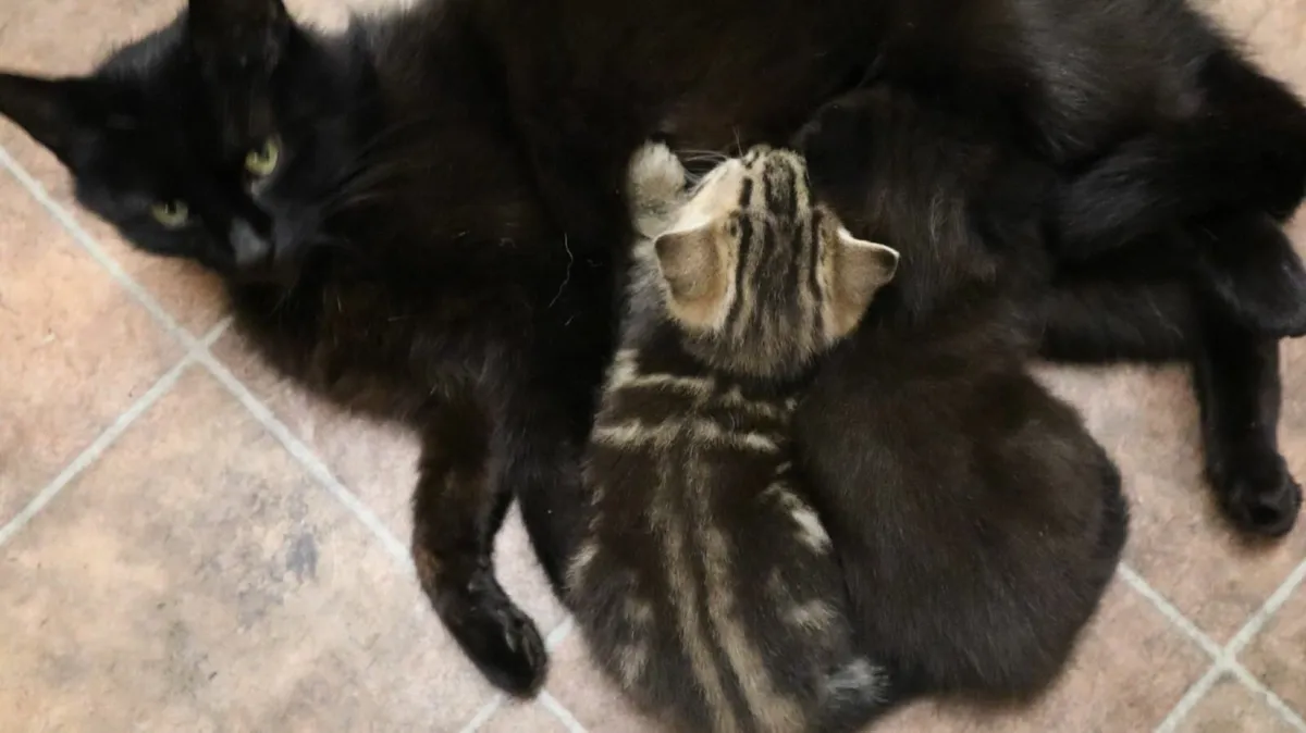 🐾 Adorable Kittens Looking for True Friends - Image 2