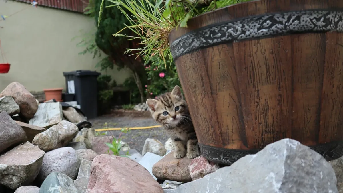 🐾 Adorable Kittens Looking for True Friends - Image 3