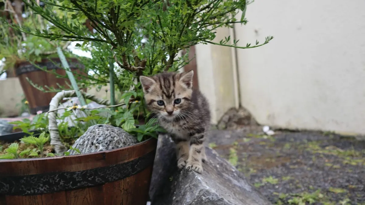 🐾 Adorable Kittens Looking for True Friends - Image 4