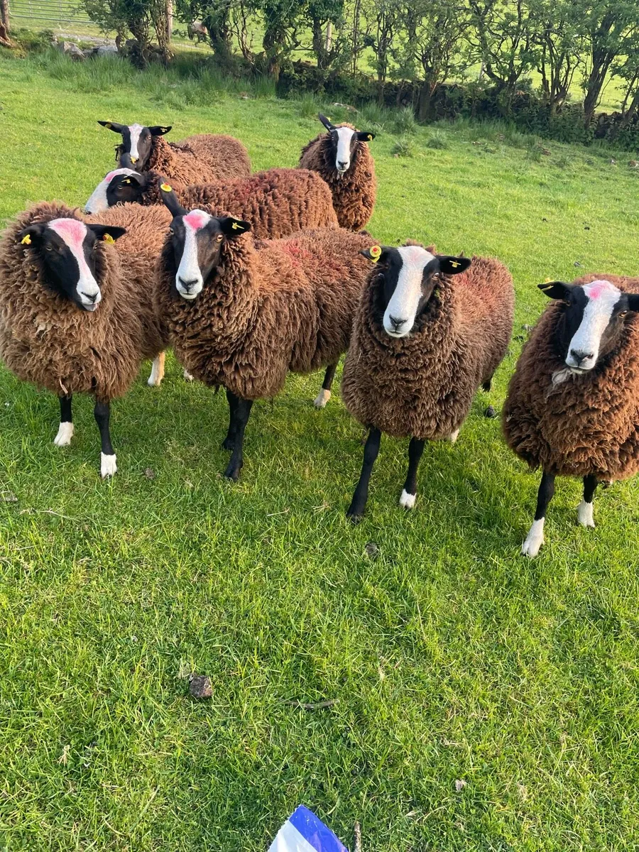 Ewe hoggets - Image 1