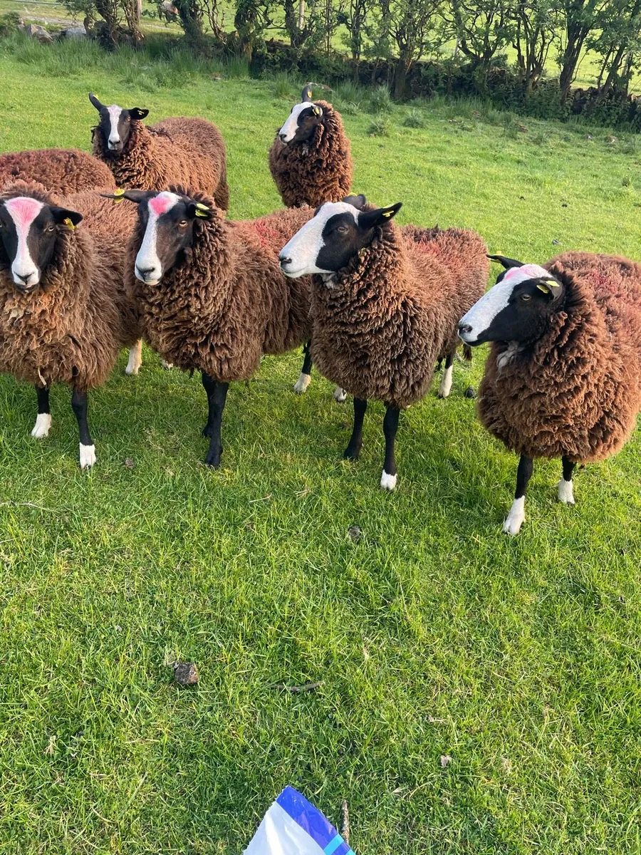 Ewe hoggets - Image 2