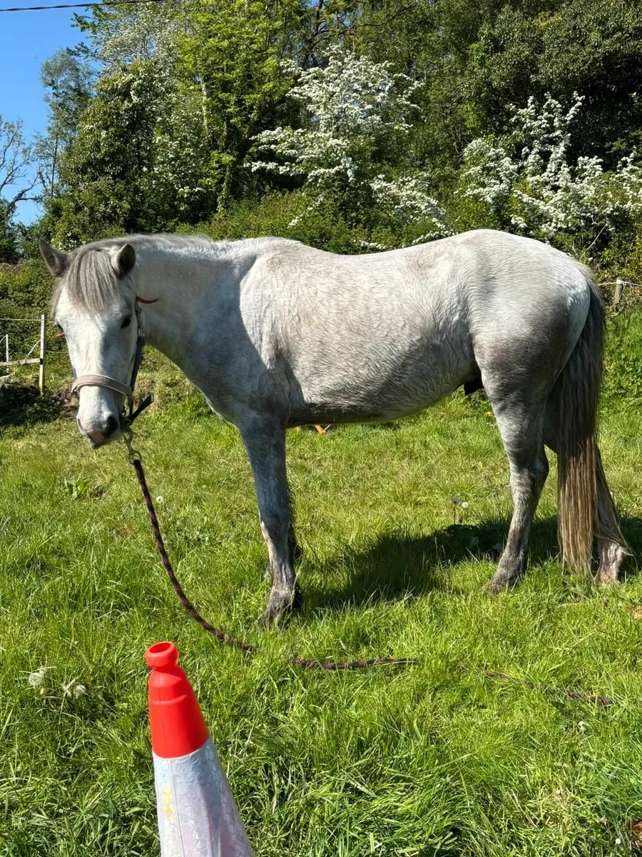 Connemara Gelding Grade 1 - Image 2