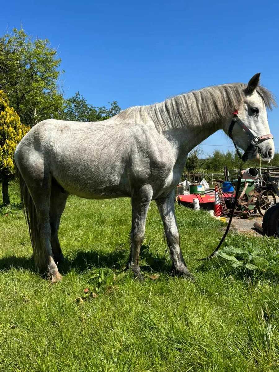 Connemara Gelding Grade 1 - Image 3