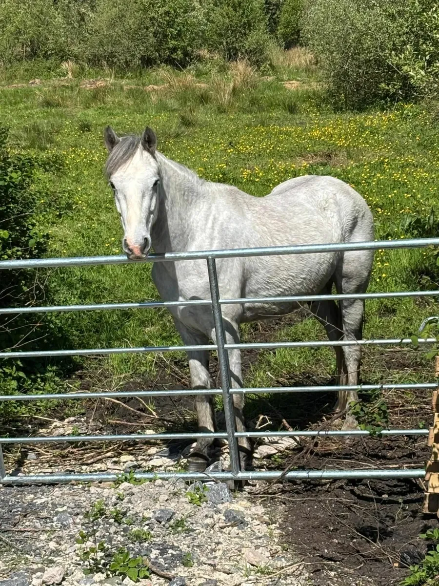 Connemara Gelding Grade 1 - Image 1