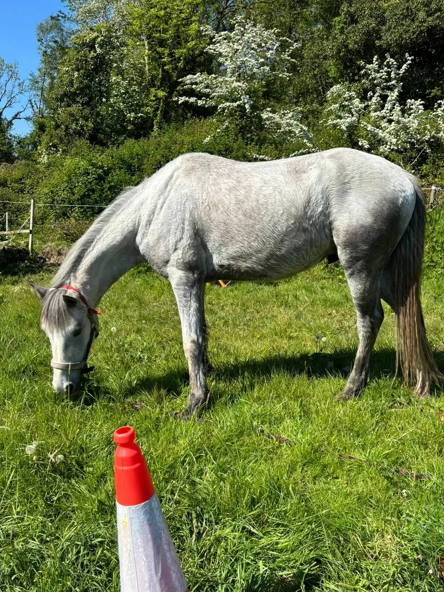 Connemara Gelding Grade 1 - Image 4