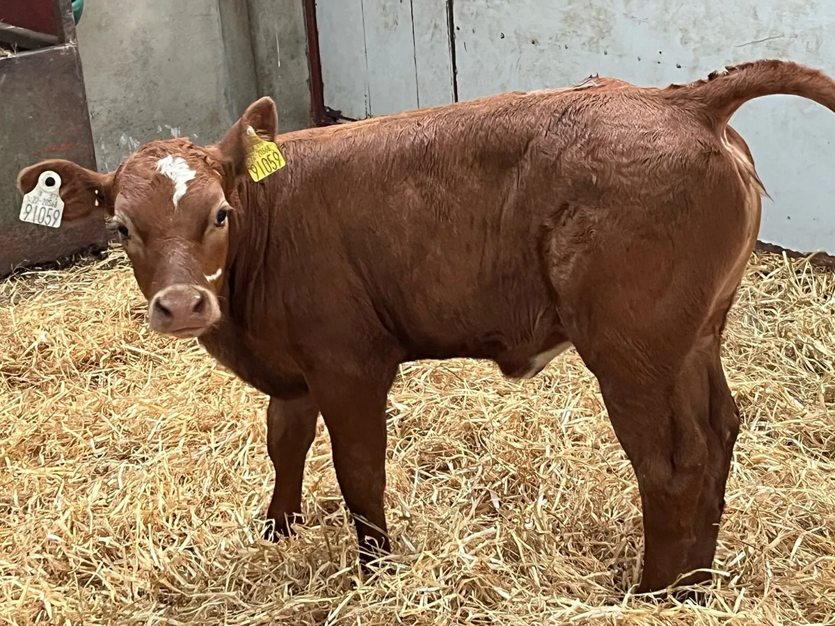Super 5 ⭐️ Red Angus Heifer Calf - Image 1