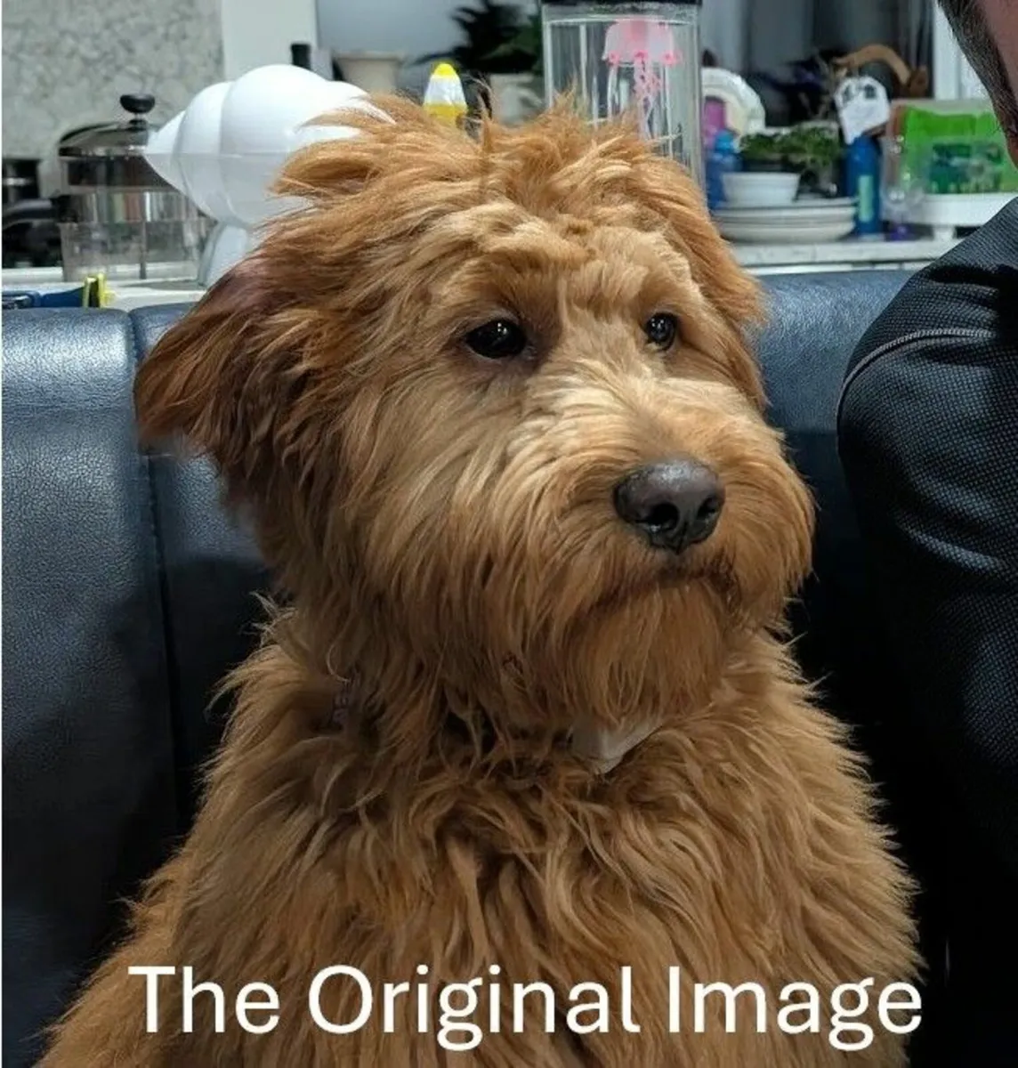 Framed Irish Hero Pet Portraits! - Image 3
