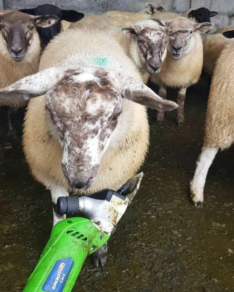 2 x BATTERY SHEEP & CATTLE CLIPPER ..FREE DELIVERY - Image 2