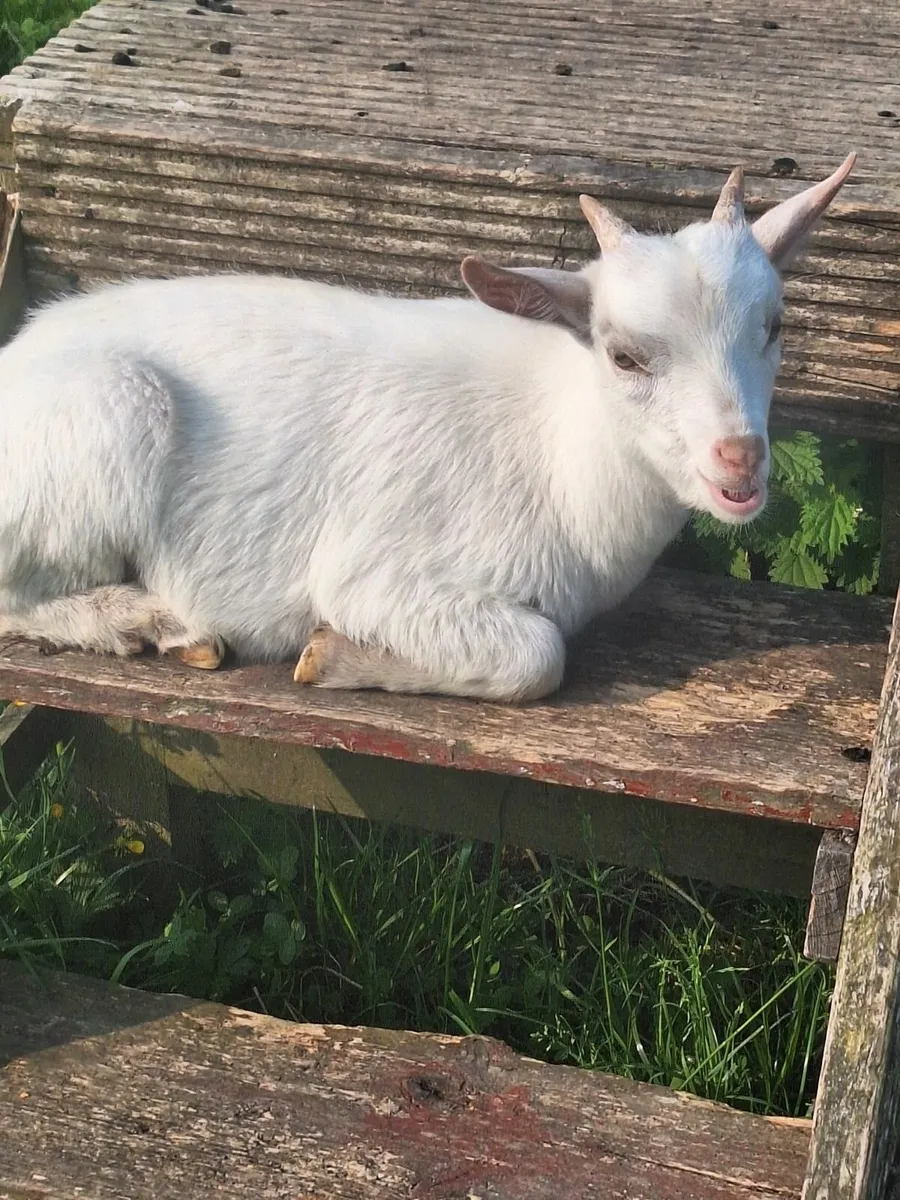 Pygmy goats - Image 1