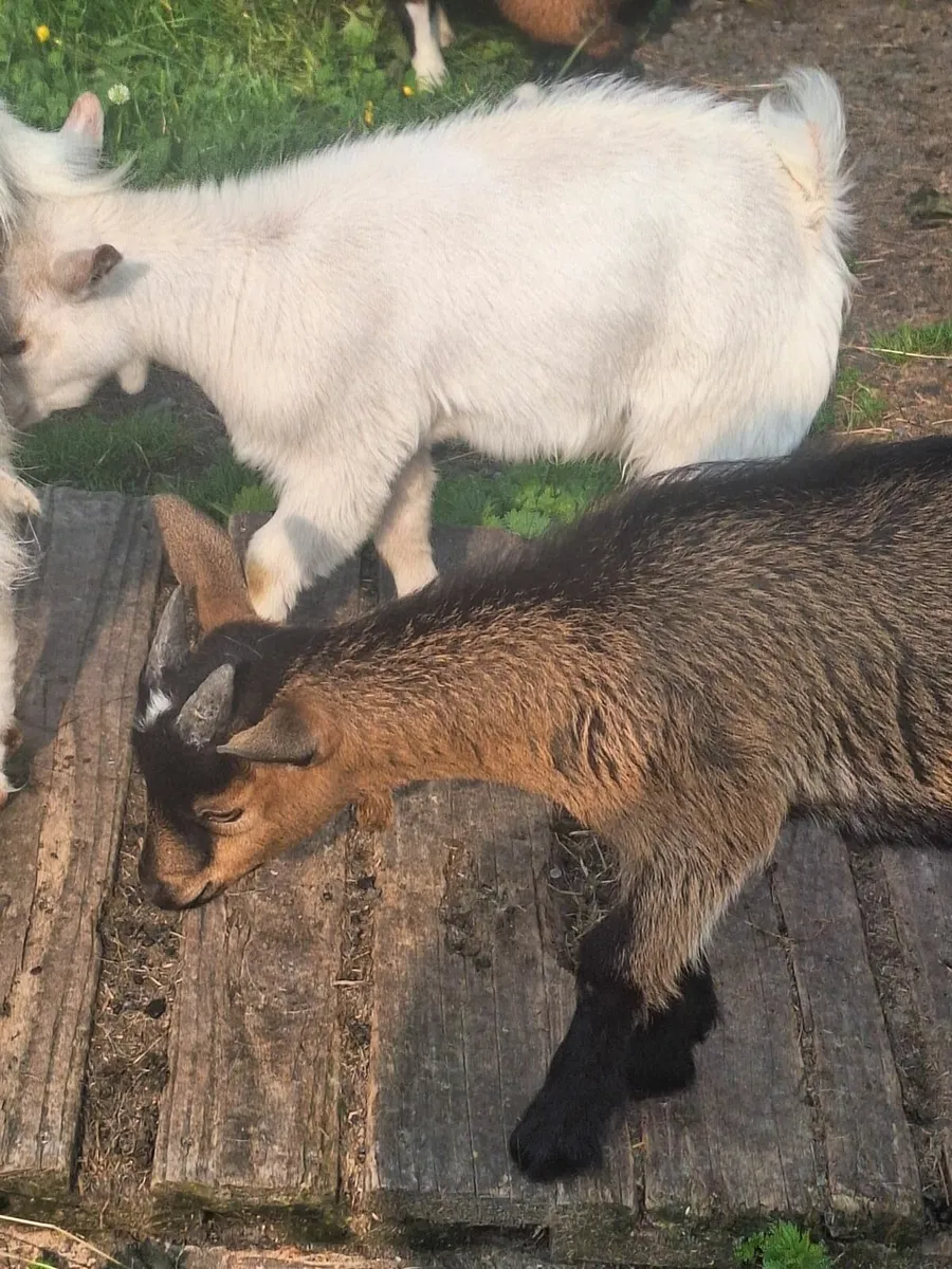 Pygmy goats - Image 2
