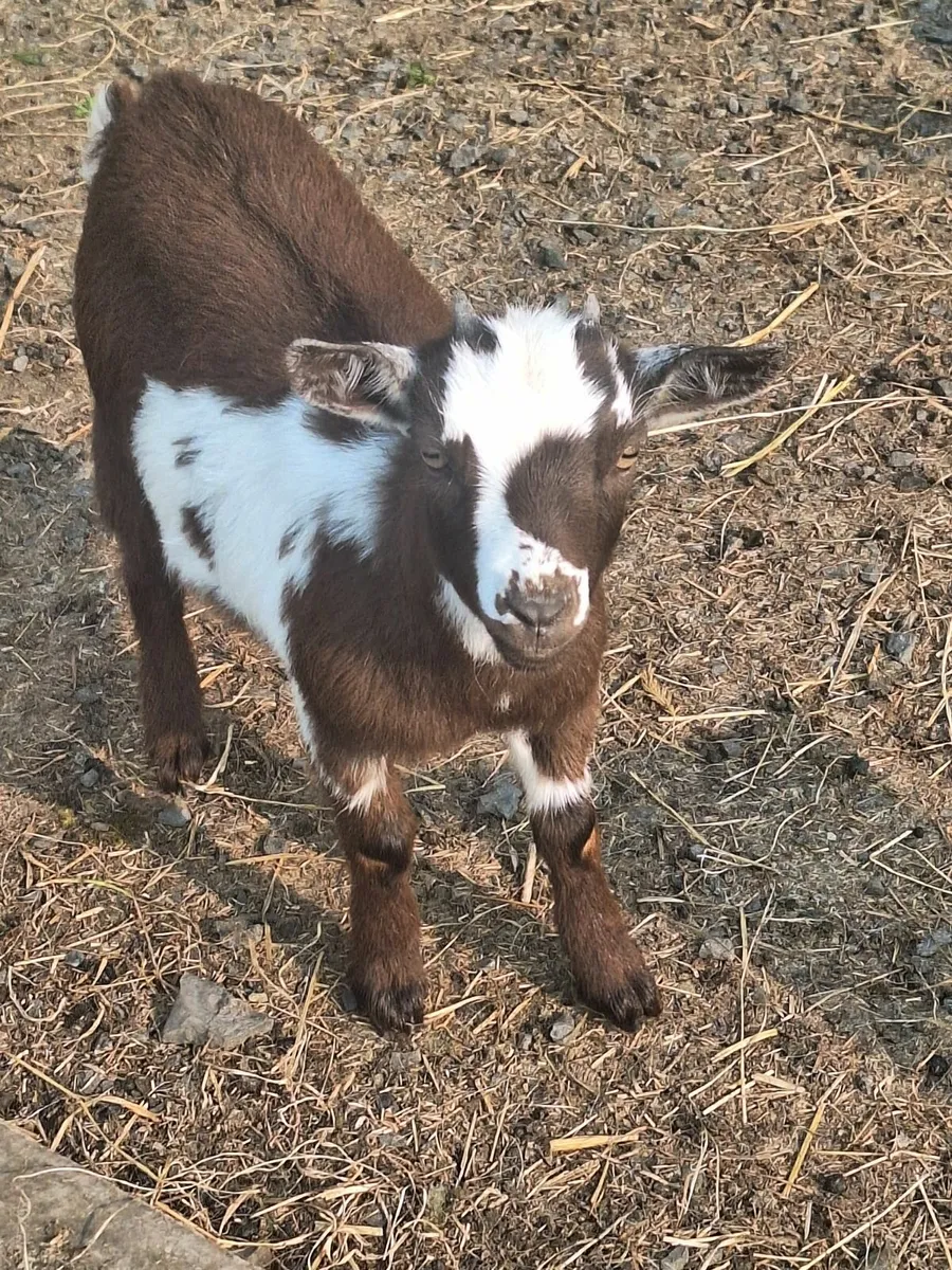 Pygmy goats - Image 3