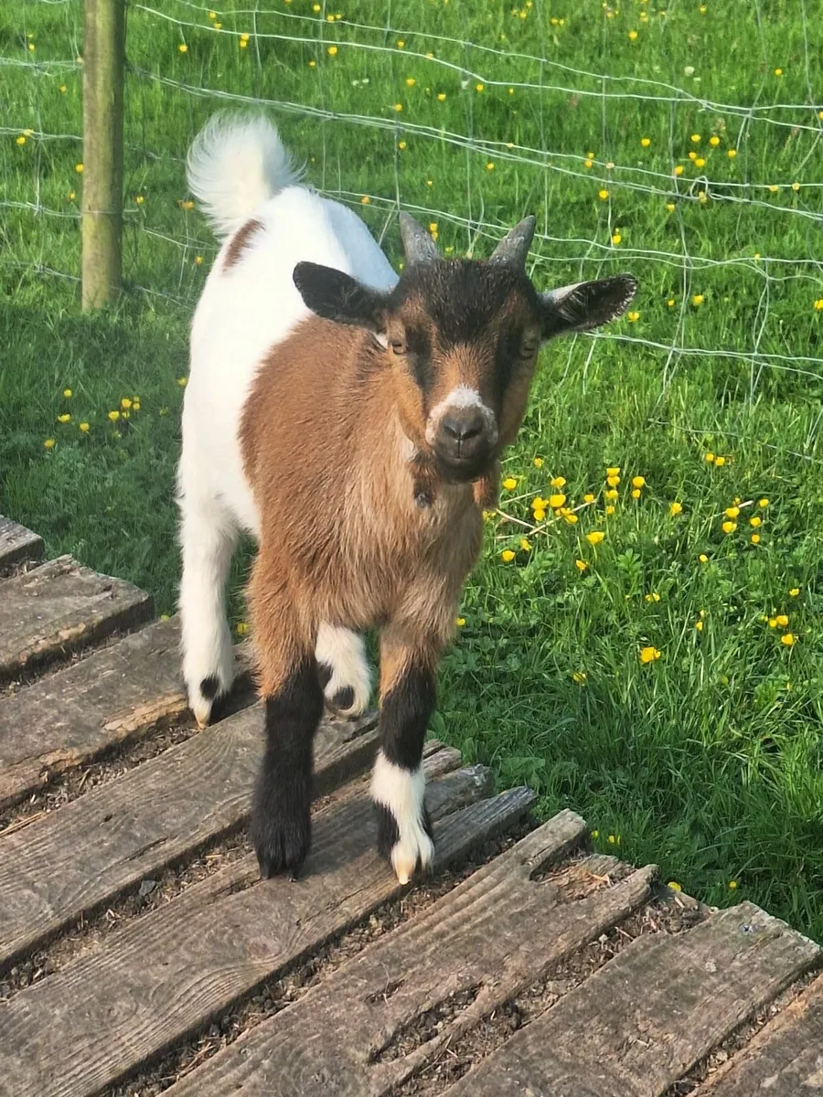 Pygmy goats - Image 4
