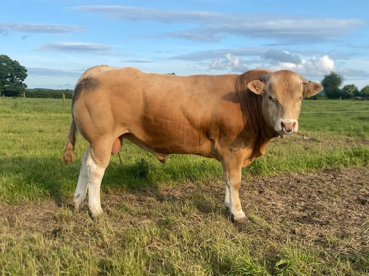 Blonde Bulls - Image 3