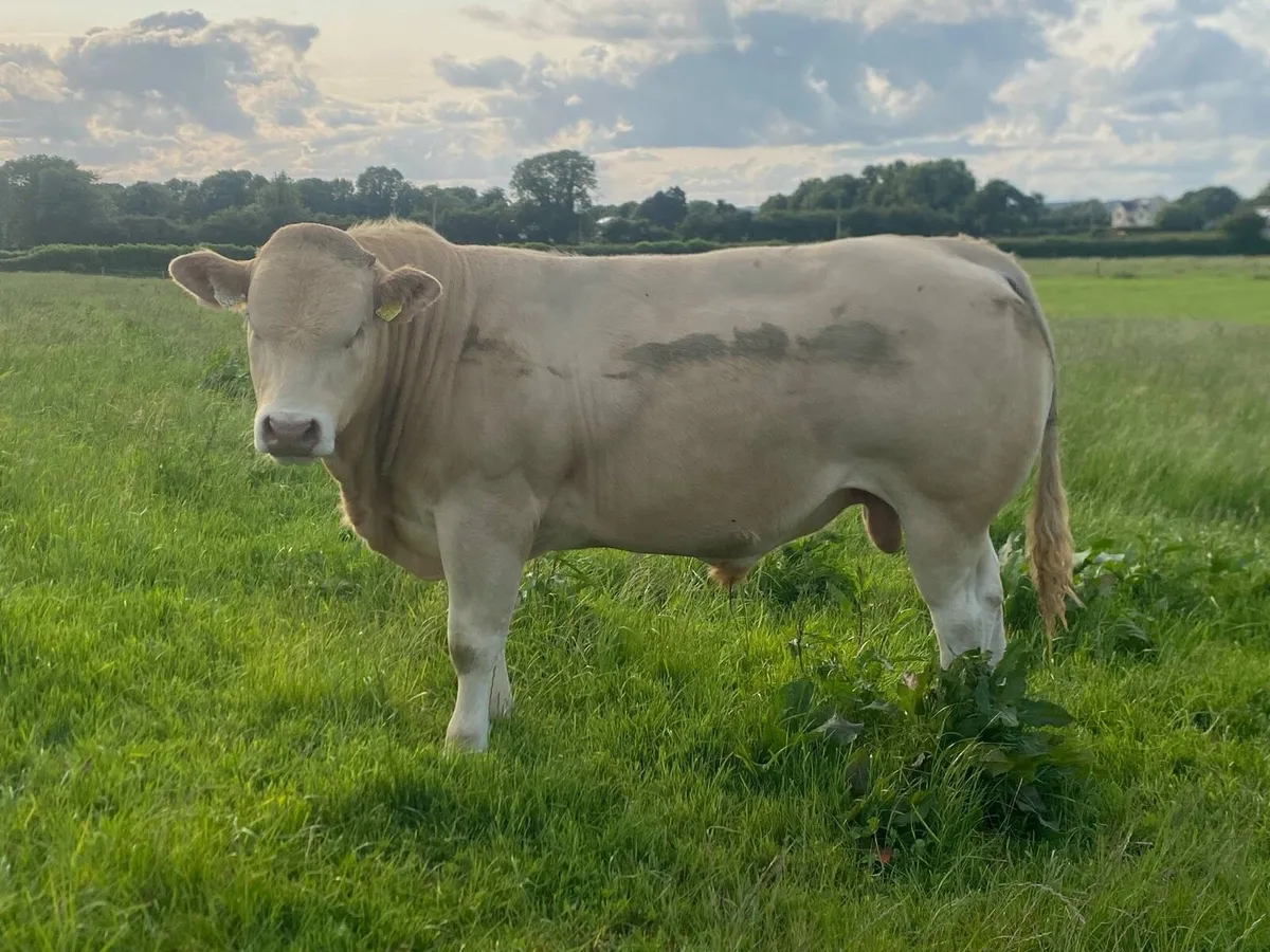 Blonde Bulls - Image 2