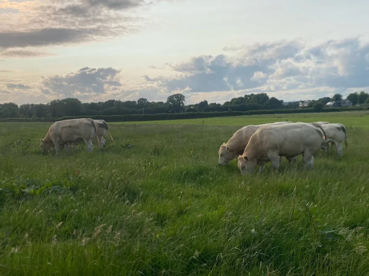 Blonde Bulls - Image 4