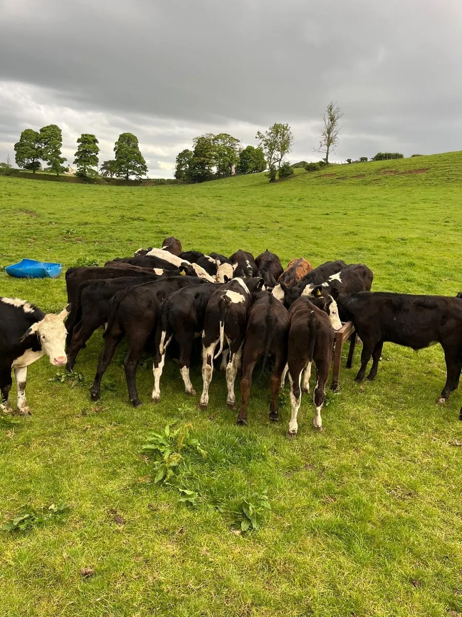 AA, Her and BB bullocks - Image 1