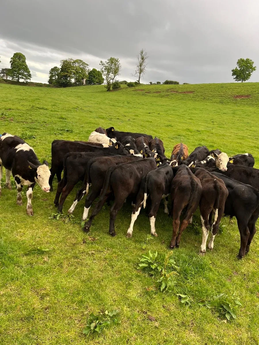 AA, Her and BB bullocks - Image 2