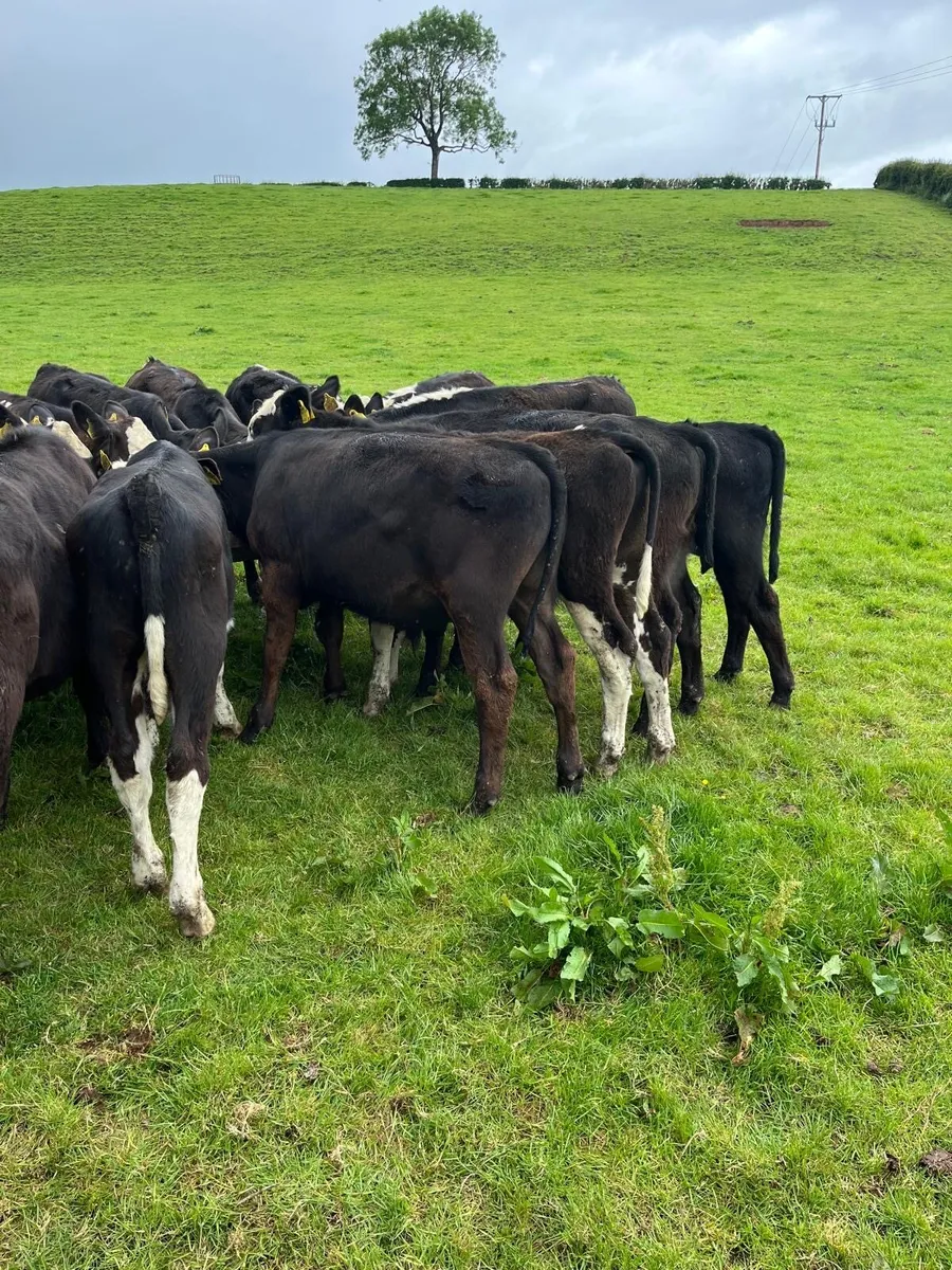 AA, Her and BB bullocks - Image 3