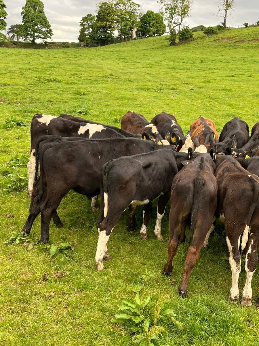 AA, Her and BB bullocks - Image 4