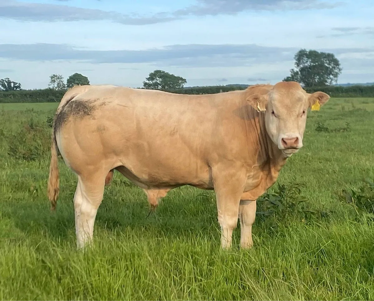 Blonde Bulls - Image 1