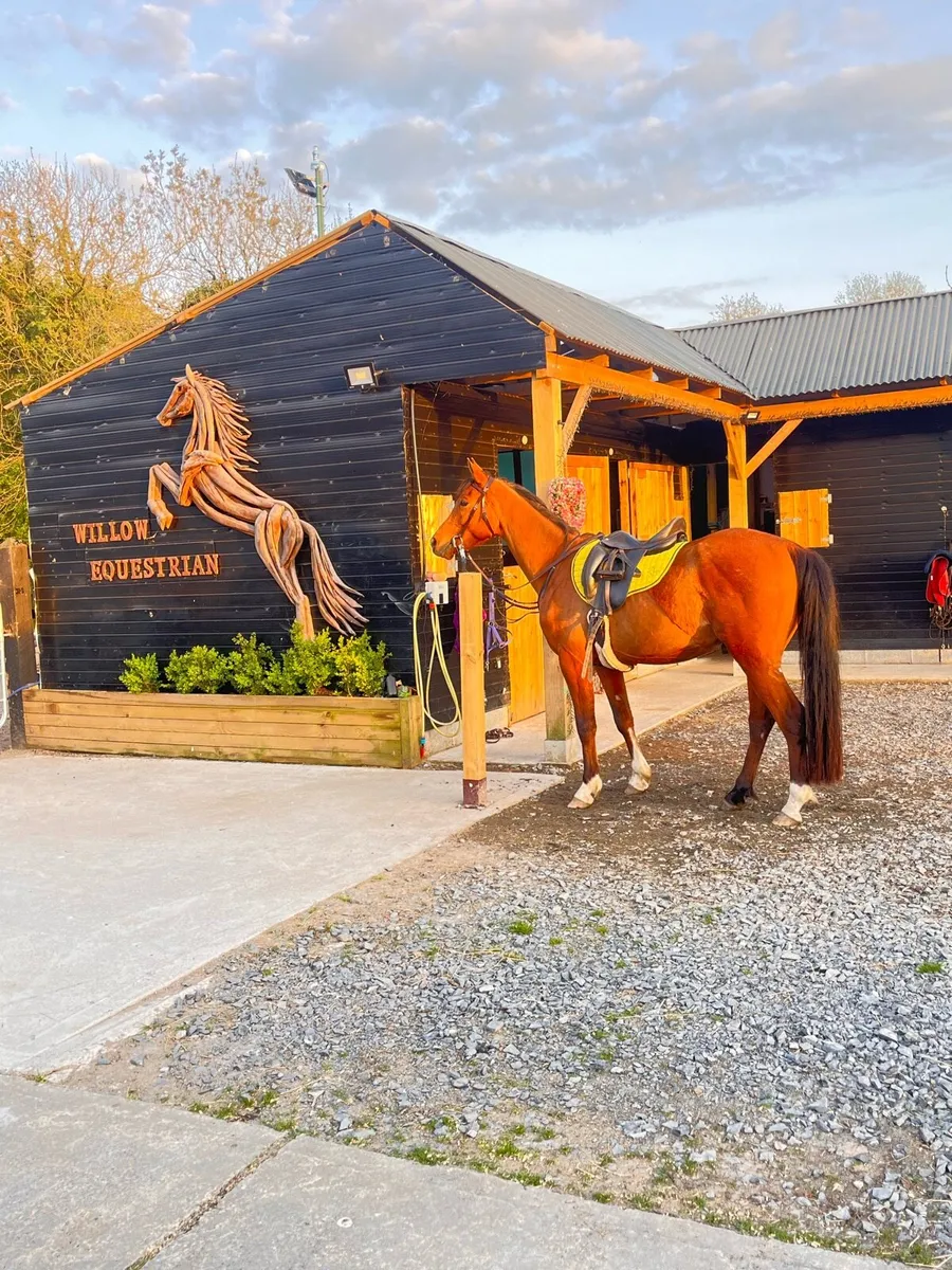 Jockey/Rider needed 50€hr
