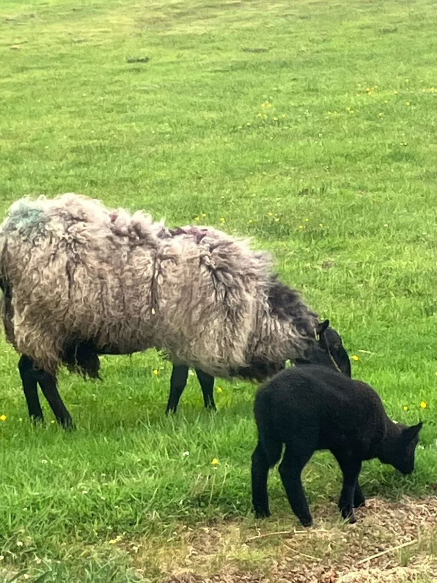 Black ewe an black ewe lamb - Image 1