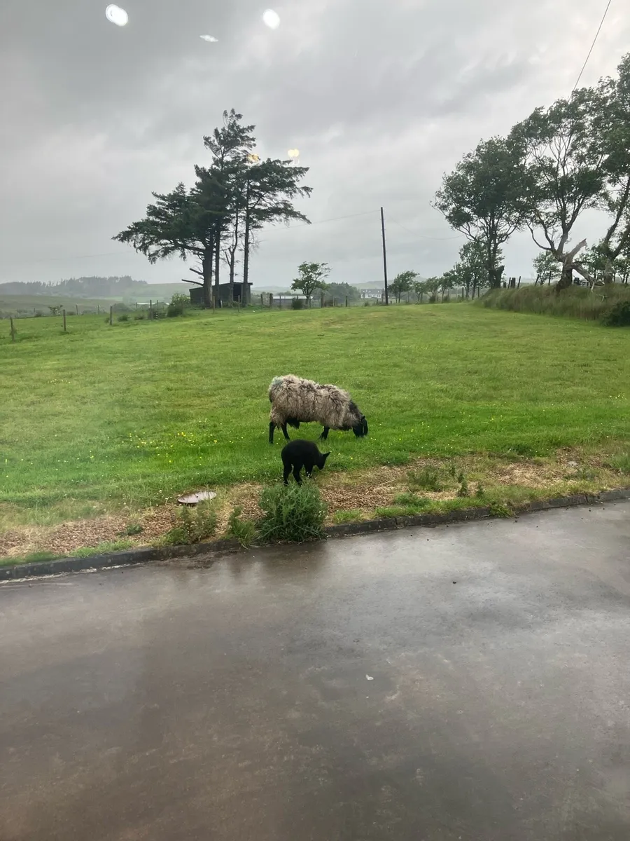 Black ewe an black ewe lamb - Image 2