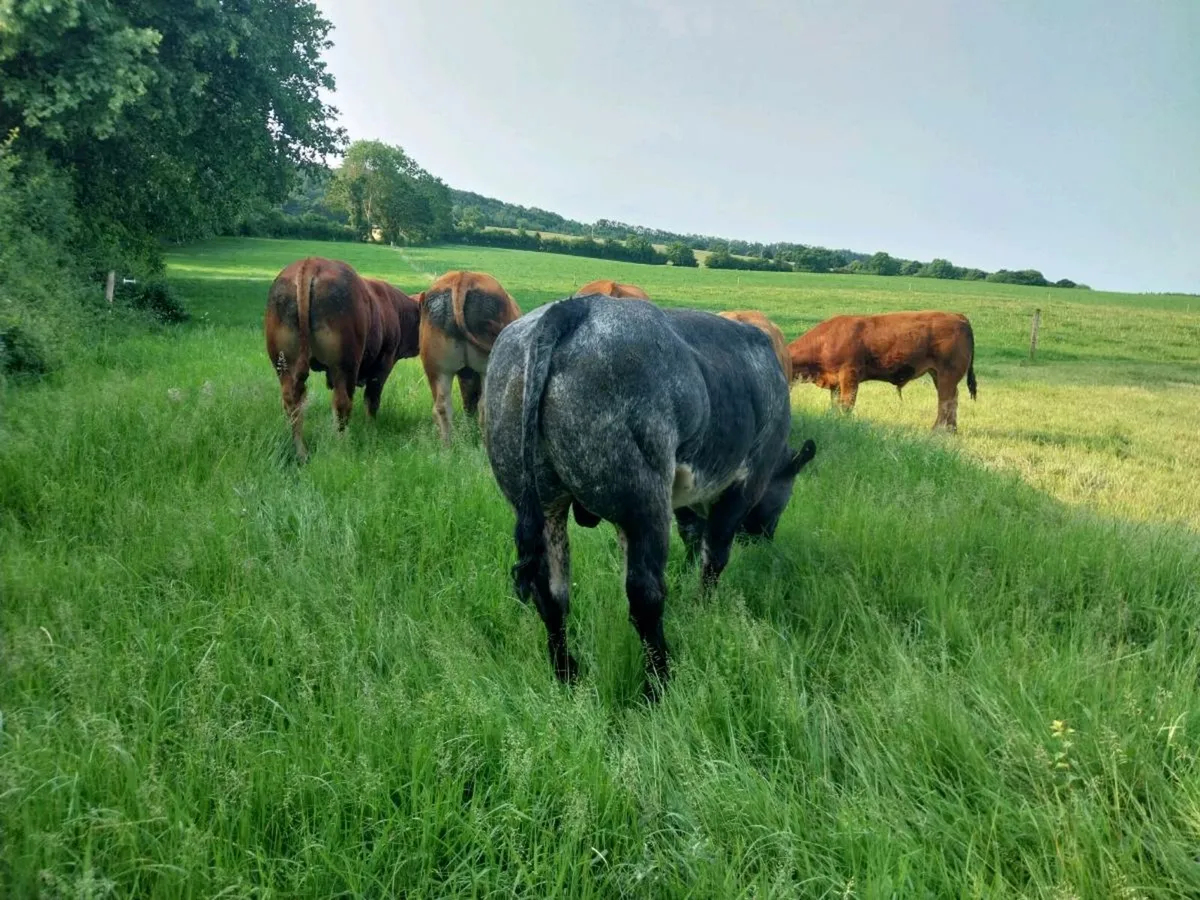 Hybrid bull vdc x ped lim - Image 1